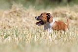 STAFFIE 129